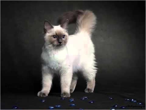 Birman Kitten Standing