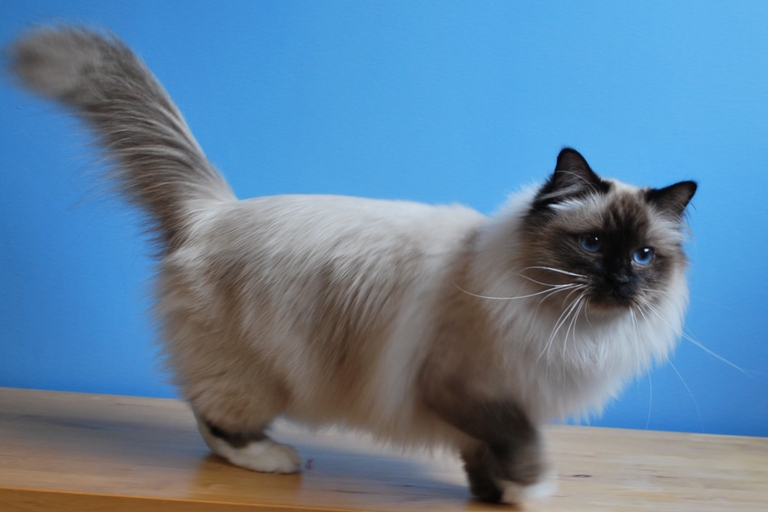 Birman Kitten