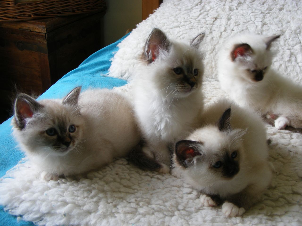 Birman Kittens Picture