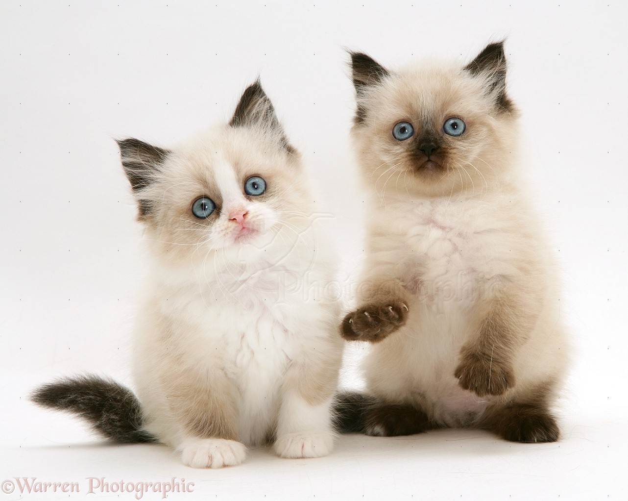 Birman Kittens