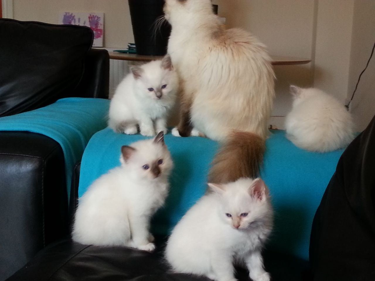 Birman Kittens