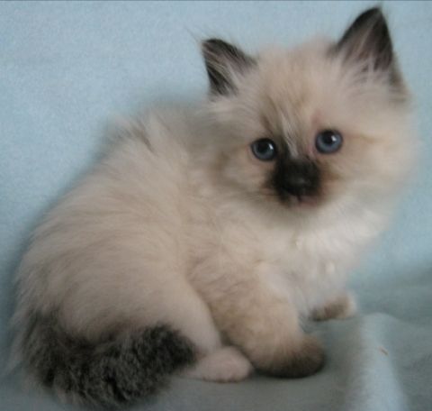 Birman Little Kitty