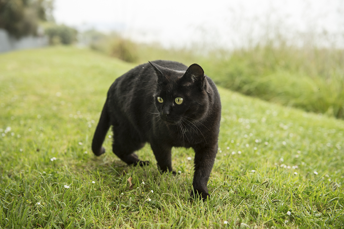 Black Birman Cat On Grass