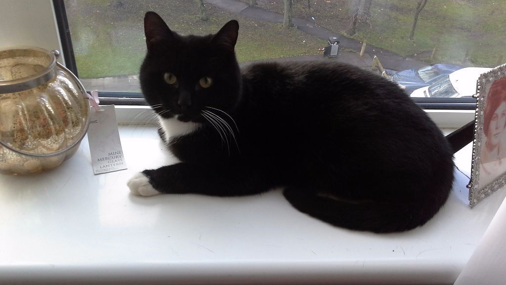 Black Birman Cat Sitting Near Window