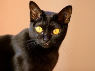 Black Birman Cat With Yellow Eyes