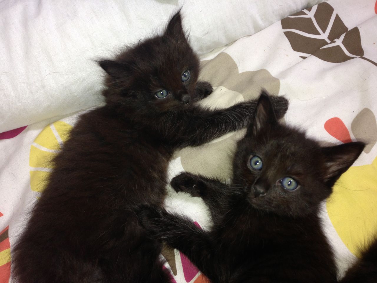 Black Birman Kittens