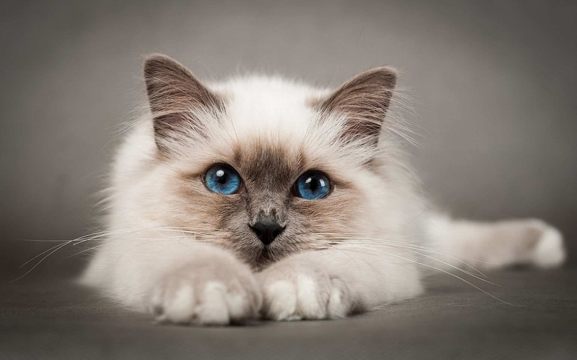 Beautiful Birman Cat Wide Desktop Background