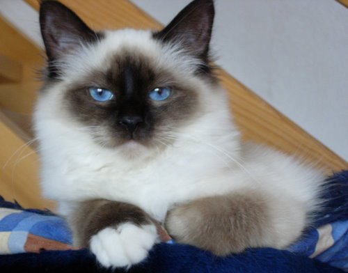 Blue Eyes Birman Kitten Picture