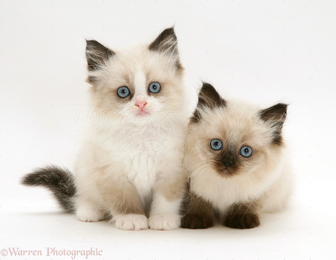 Blue Eyes Birman Kittens