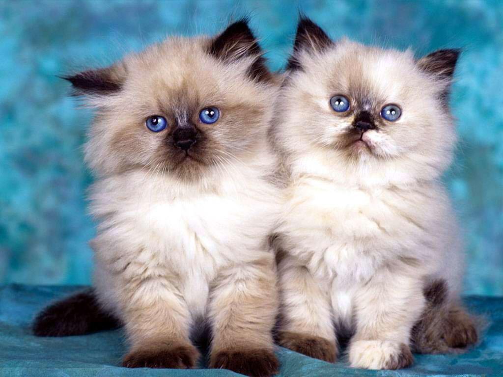 Blue Eyes Two Cute White Birman Kittens