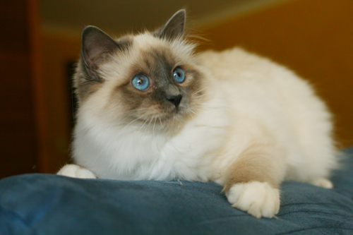 Blue Eyes White Birman Cat