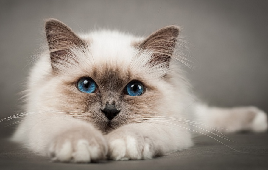 Blue Eyes White Birman