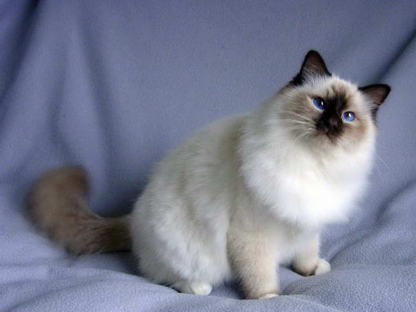 Blue Point Birman Cat Picture