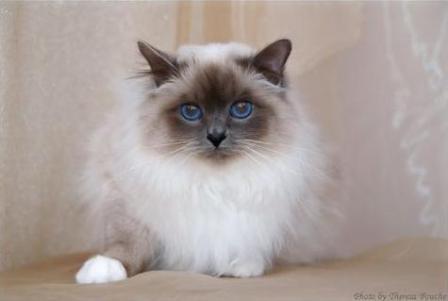 Blue Point Birman Cat