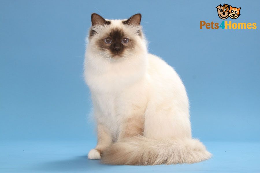 Brown Face White Birman Cat