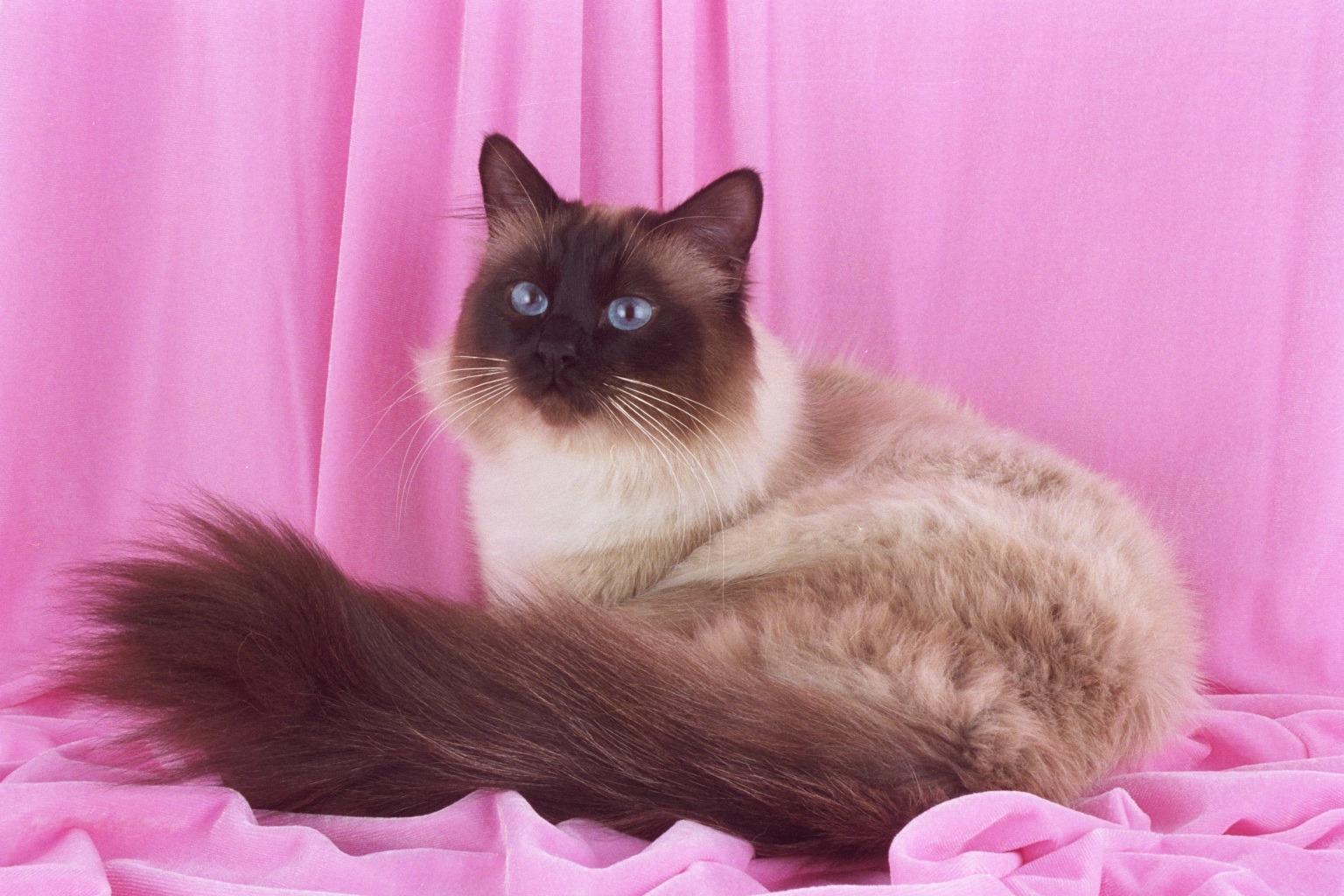 Brown Face White Birman