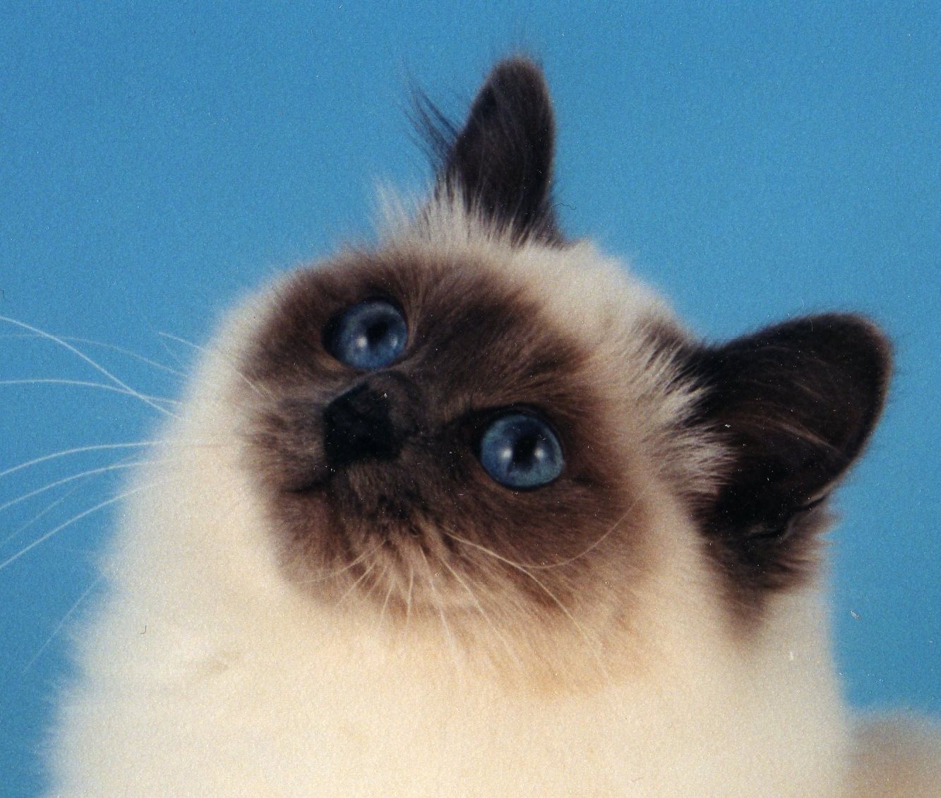 Cute Birman Cat Picture