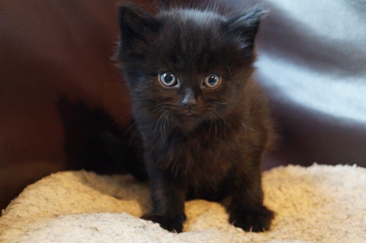 Cute Little Black Birman Kitten