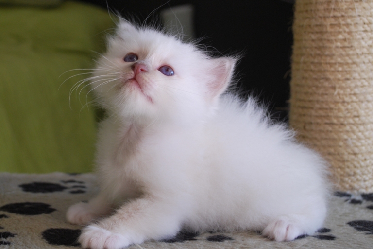 Cute Little White Birman Kitten