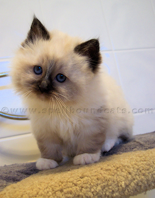 Cute Miniature Birman Kitten