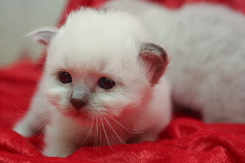 Cute New Born Birman Kitten Sitting