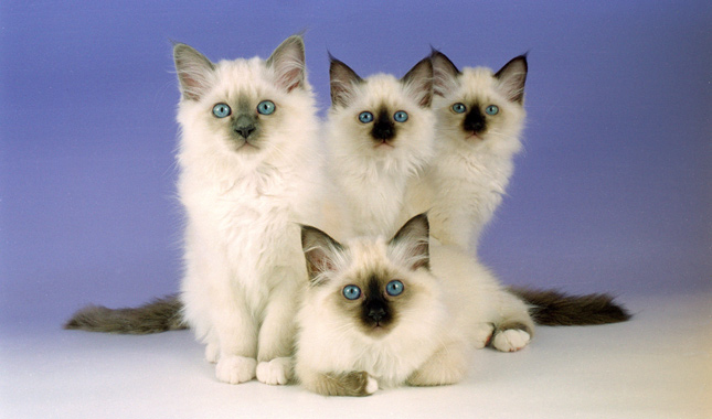 Four Birman Kittens Picture