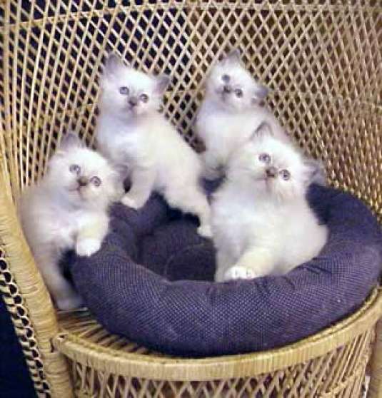 Four Birman Kittens Sitting On Sofa