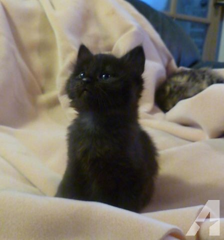 Gorgeous Birman Kitten