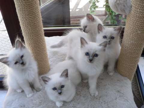 Group Of Birman Kitten Photo