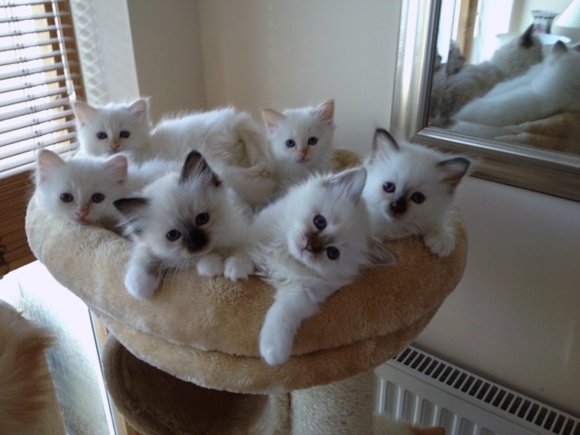 Group Of Birman Kitten Picture