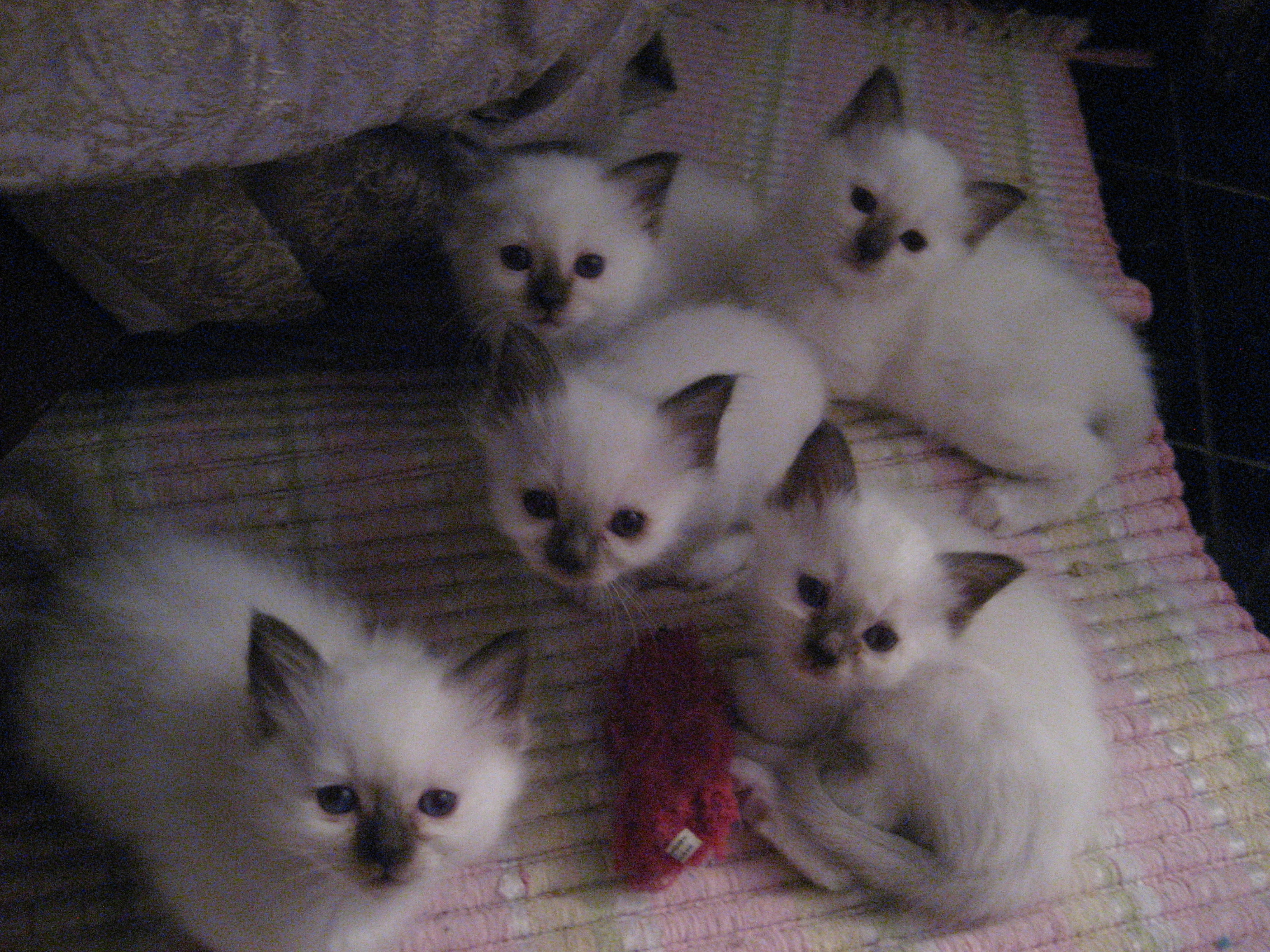 Group Of Birman Kittens Photo