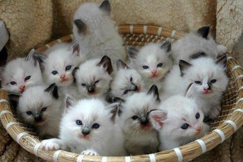 Group Of Birman Kittens