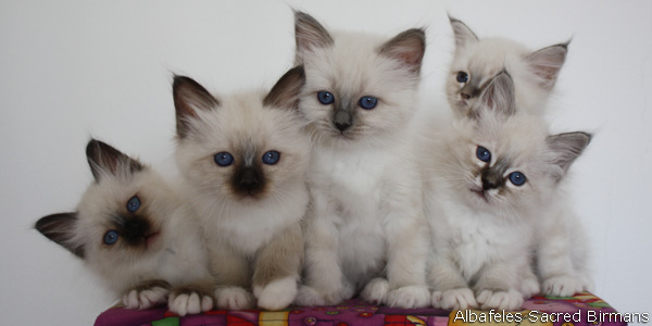 Group Of White Birman Kittens