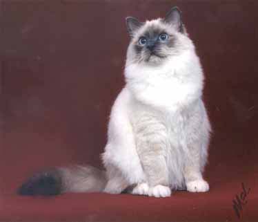 Hairy White Birman Cat