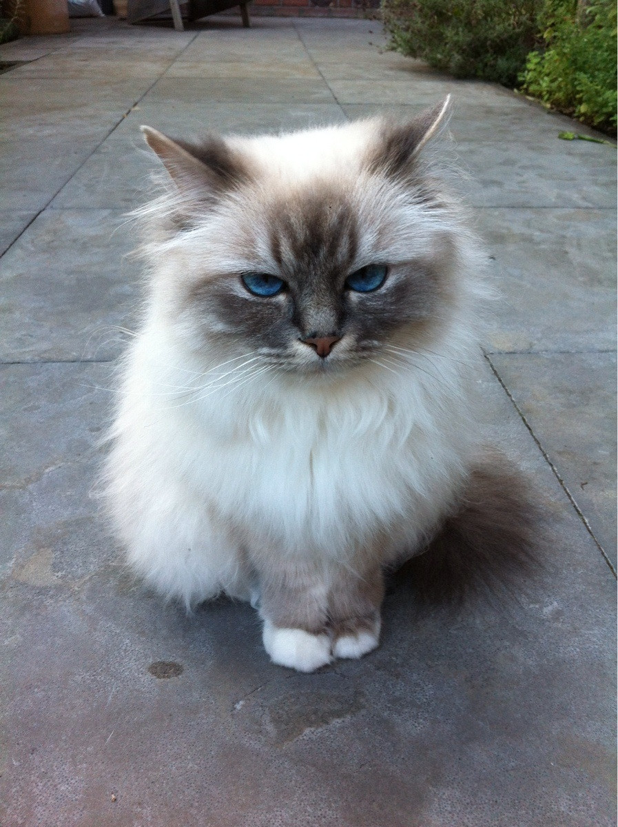 Little Birman Cat Sitting On Floor