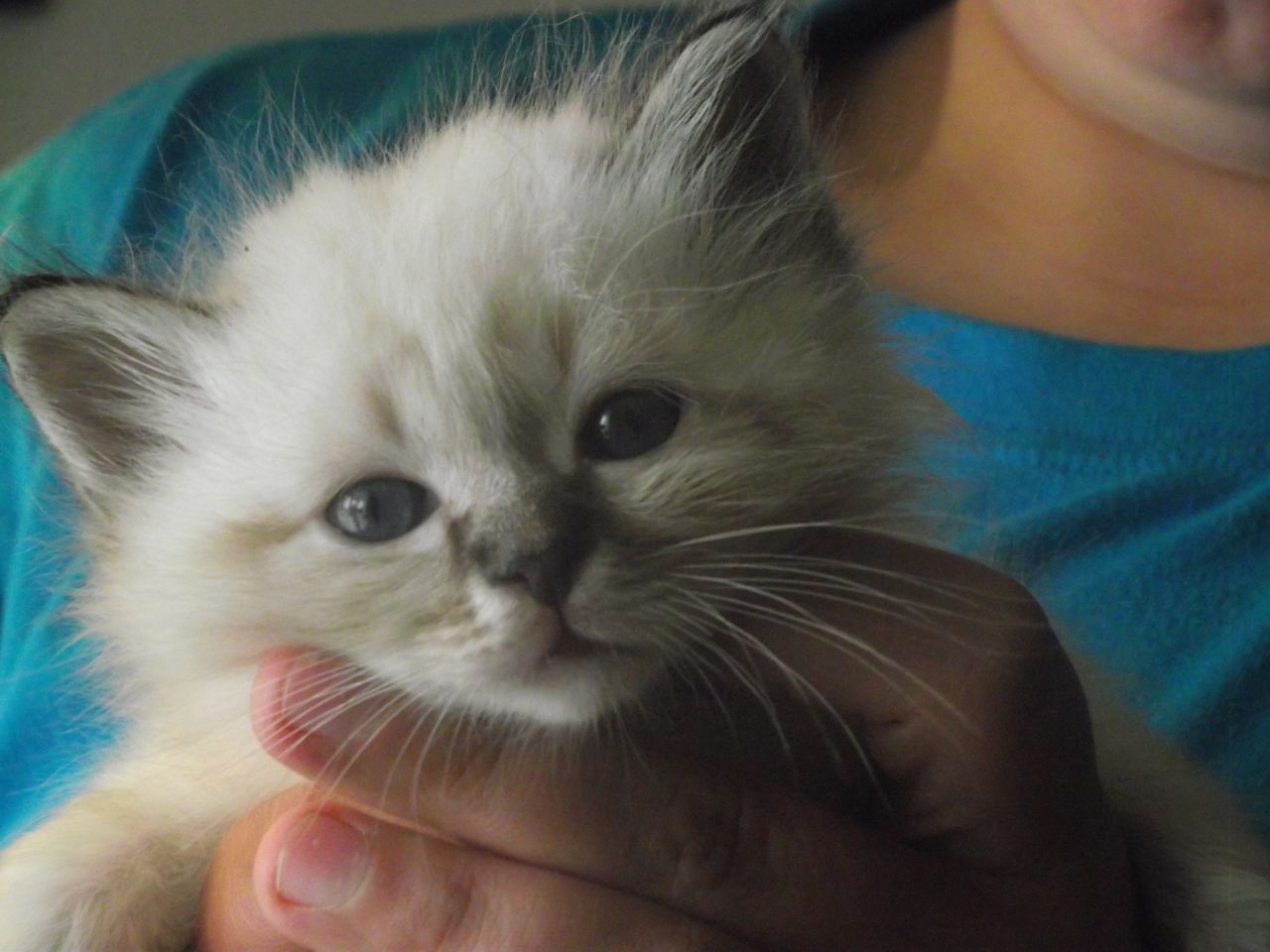 Miniature Birman Kitten In Hand