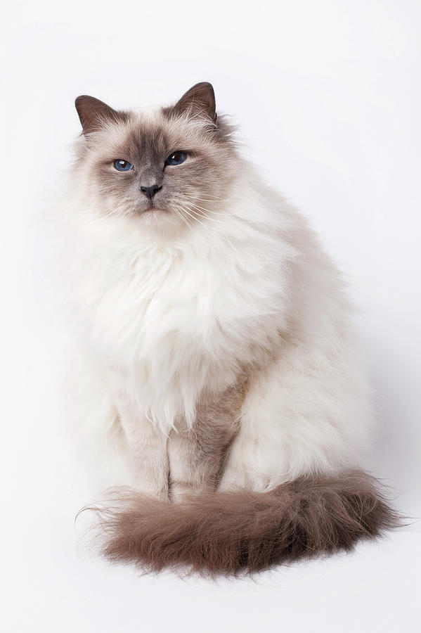 Sacred Birman Cat With Blue Eyes