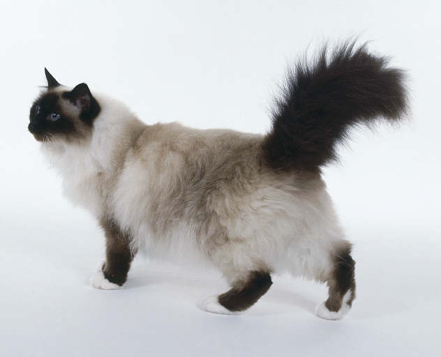 Seal Point Birman Cat Picture