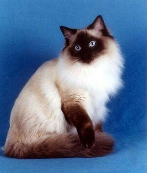 Seal Point Birman Cat Sitting