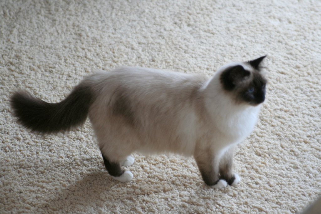 Seal Point Birman Cat Standing