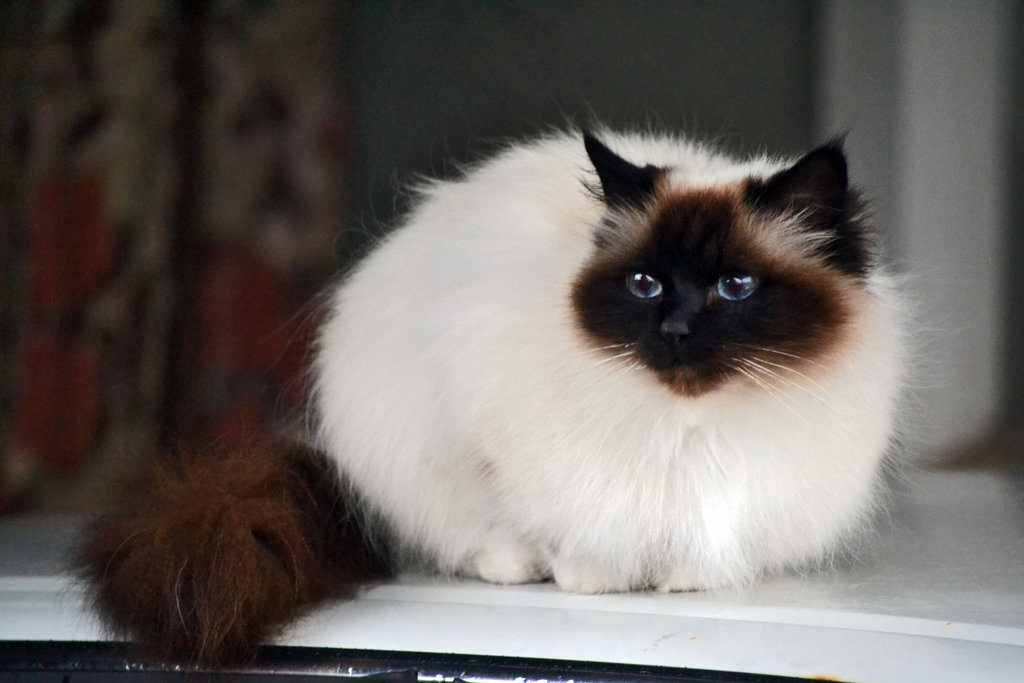 Seal Point Birman Cat