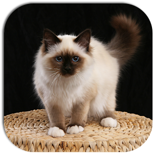 Seal Point Birman Kitten