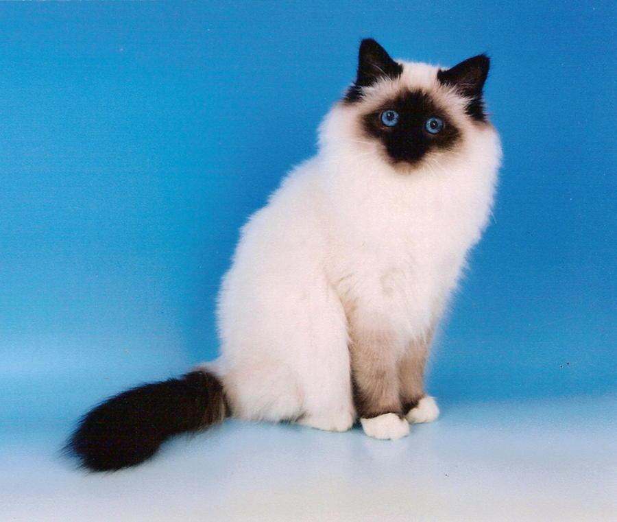 Seal Point White Birman Cat Image