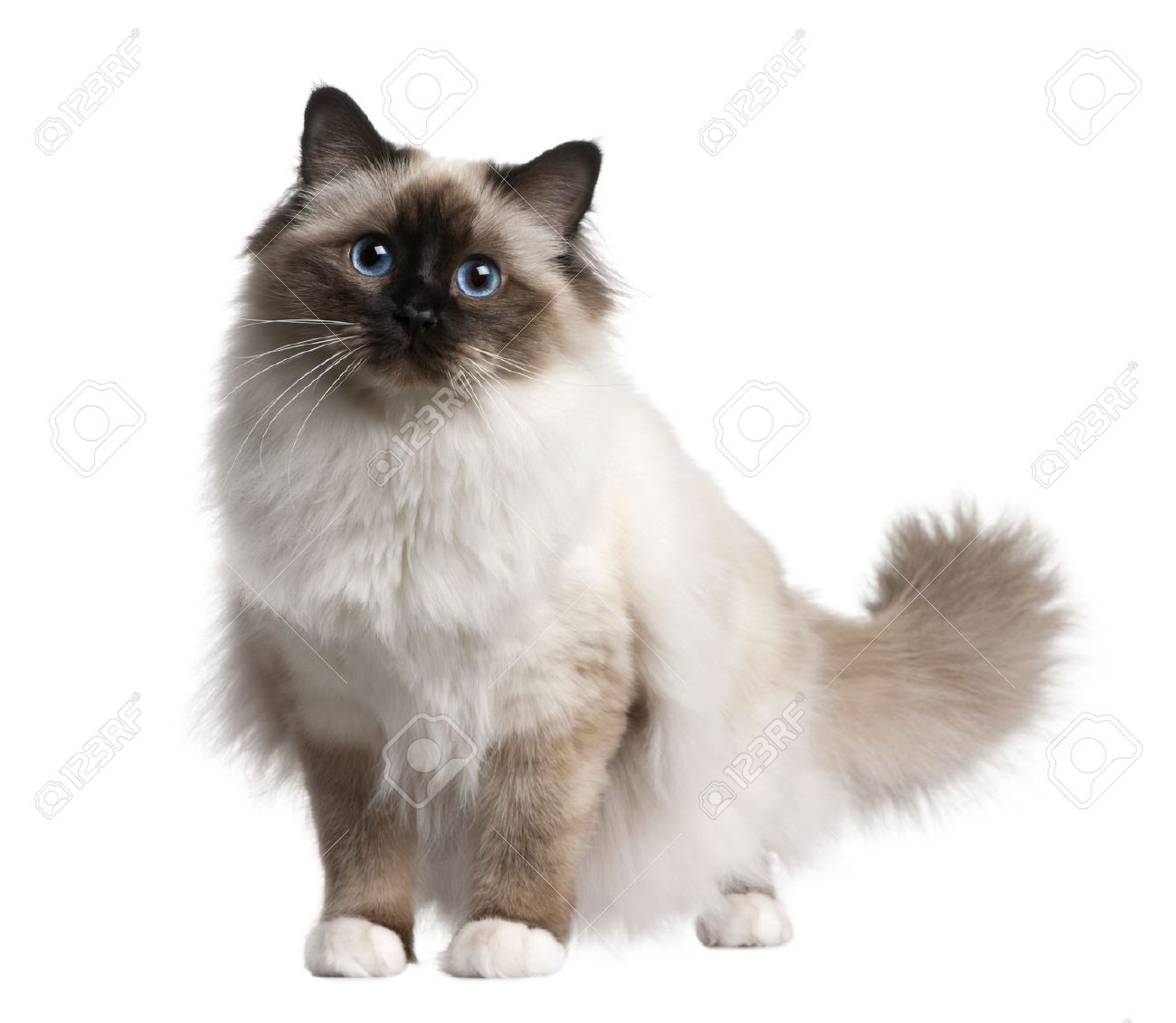 Seal Point White Birman Cat