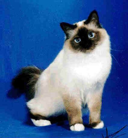 Seal Point White Birman