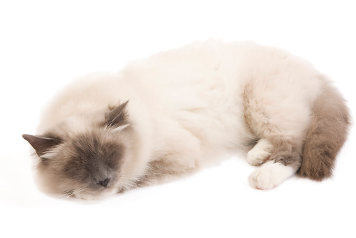 Sleeping White Birman Cat