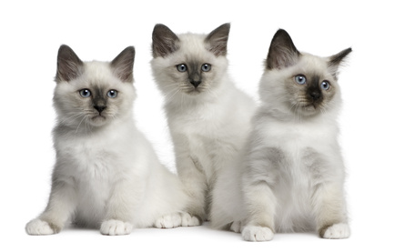 Three Cute White Birman Kittens