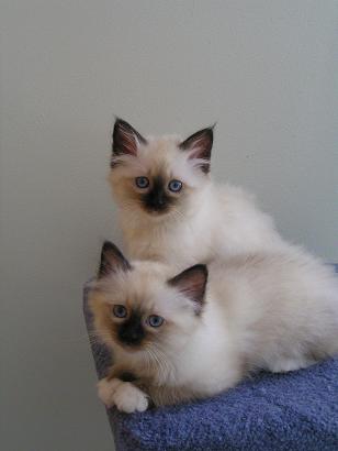 Two Birman Kittens Picture