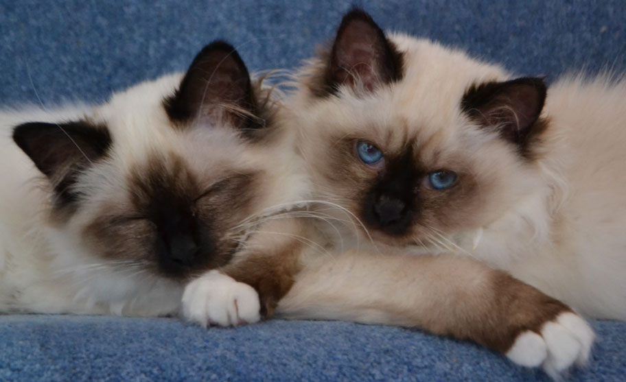 Two Birman Kittens