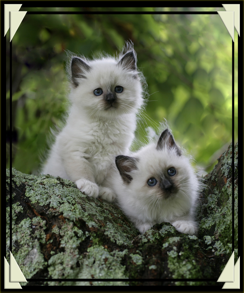 Two Cute Birman Kitten Beautiful Picture